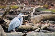 Bird Walk @ Brick Pond Park