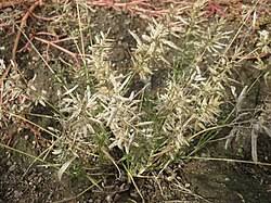 Image result for Eragrostis minor