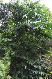 Image result for Strombosia