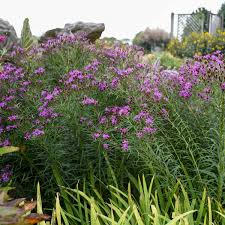 We did not find results for: Photo Essay Extremely Drought Tolerant Perennials Perennial Resource
