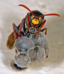 How Long Do Wasps Live? (Guide To Wasp Lifecycle) | Ecoguard