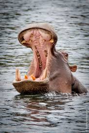 Hippopotamus Amphibius Flusspferd Majestatische Tiere Afrika Tiere