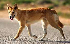 Girl 3 Attacked By Dingoes At Australian Tourist Spot Australian Native Animals Animal Humor Dog Australian Animals