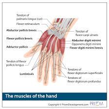 Image result for Hand Anatomy
