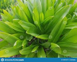 Jeden tag werden tausende neue, hochwertige bilder hinzugefügt. Lange Und Schmale Grune Blatter Auf Einem Blumenbett Am Fruhlingstag Stockbild Bild Von Krauter Laub 169019311
