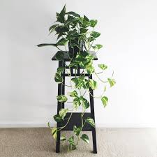 Golden Pothos Plant Stand Plant Corner Trailing Plants Air Purifying House Plants Clean Air Plants Plants Air Purifying House Plants Plants Golden Pothos Plant