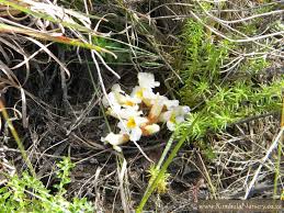 Image result for Harveya