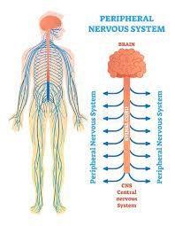 However, if you place your tongue against the roof of your mouth and press. Peripheral Nervous System Medical Vector Illustration Diagram With Brain Spinal Cord And Nerves Stock Vector Illustration Of Biology Cord 111705560
