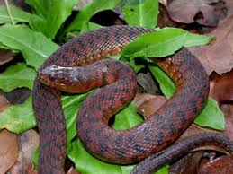 Cottonmouths (agkistrodon piscivorus).sadly, harmless snakes are often killed out of fear for the safety of family and pets. Species Profile Green Watersnake Nerodia Floridana Srel Herpetology