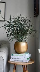 Image result for Plerandra