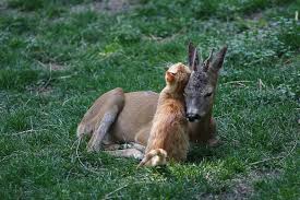 Su Vejužiu Kalbėti