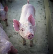  Hasselblad Hog Vegan Animals Animal Rights Cute Animals