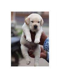 Labs are sociable, affectionate, and loyal. Labrador Retriever Puppies For Sale Gender Female