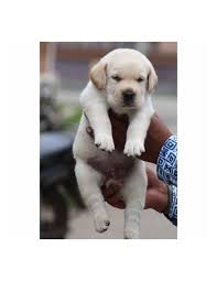 We did not find results for: Labrador Retriever Puppies For Sale Gender Female