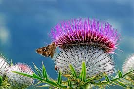 Image result for Cirsium