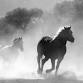 Giddy Up SLOPOKE and Saddle Up for the Spirit of..... event in San Luis Obispo, CA