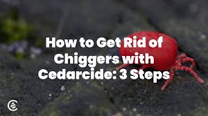 Image result for Chigger