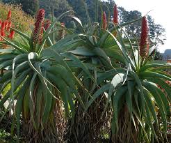 Image result for Asphodelaceae