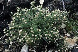 Image result for Dicoma galpinii