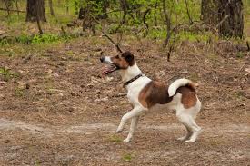 Image result for foxteriér hladkosrstý