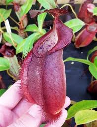 Image result for Nesaea spathulata