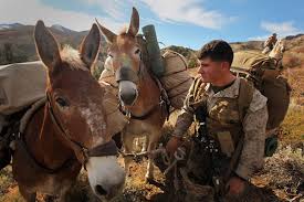 Why would i have mules or camels when i can have sumpter horse for a fraction of price? Pack Animal Training Proves Worth In Past Decade Military Com