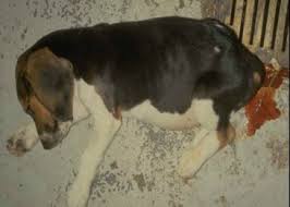 It can be transmitted by any person, animal or object that comes in contact with an infected dog's feces. Canine Parvovirus