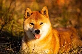 Floki shiba seeks to impress his father by showing his new improved transaction speeds & adorableness. 15 Surprising Shiba Inu Facts You Need To Know Before Getting A Shiba