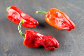 Maybe you would like to learn more about one of these? Padron Peppers Pimiento De Padron Chili Pepper Madness