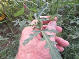 Image result for Hibiscus pusillus