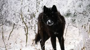Activlab black wolf best pre workout before training facebook xbox one gamerpic wolf 1080x1080 images. Black Wolf Wallpapers Top Free Black Wolf Backgrounds Wallpaperaccess
