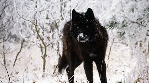 This page contains 25+ wallpapers of the black and white wolf for iphone, android and desktop. Black Wolf Wallpapers Top Free Black Wolf Backgrounds Wallpaperaccess