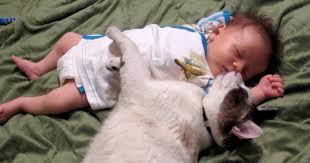 Do Cats Ever Smother Babies Cat Dangers Walkerville Vet