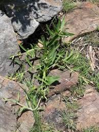 Image result for Coleus esculentus