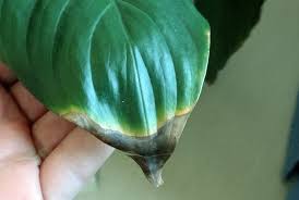 Why Do Houseplant Leaves Turn Brown On The Tips