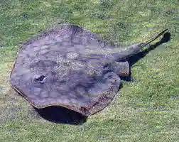 Image result for Stingray