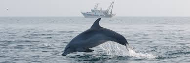 With the canals in venice empty of its usual boat traffic amid a coronavirus lockdown, photos on social media show clear waters and the . Dolphin Biology And Conservation