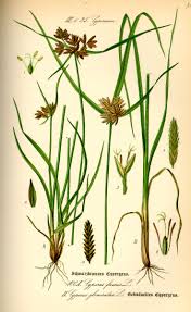 Image result for Cyperaceae
