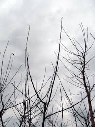 Dabinett ordering closed for the season no scionwood l 829 this is a twig for grafting. Selecting And Storing Scion Wood For Grafting Msu Extension