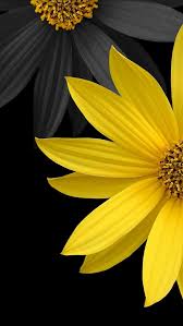 Beautiful sunflower wallpaper by hyf wallpaper. Simple Flower Iphone 5 Wallpaper Wbix Flower Wallpaper Flower Phone Wallpaper Sunflower Wallpaper