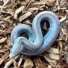 Image result for Tridactyle gentilii