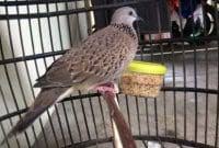 Gambar burung derkuku (streptopelia orientalis). Cara Membedakan Tekukur Jantan Dengan Betina Faunadanflora Com