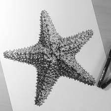 If you draw something, and you say it's a turtle, it's a turtle! Starfish Art Drawing Elle Wills On Instagram Starfish Drawing Starfish Art Starfish Tattoo