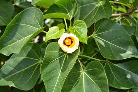 Pin On Mizell Johnson State Park Invasive Plant Species