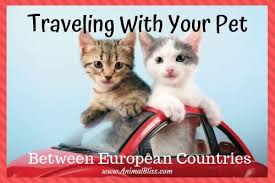 3.… usually fly not very high. Traveling With Your Pet Between European Countries Your Pet Pets Cat Travel