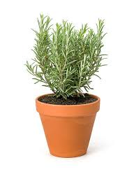 Image result for rosemary container