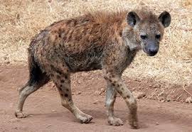 Ramdompic Info Desert Animals Desert Biome List Of Animals
