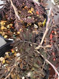 Image result for Alantsilodendron pilosum