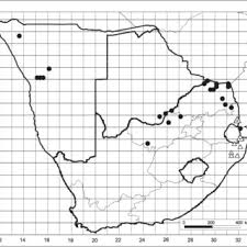 Image result for Cyphostemma omburense
