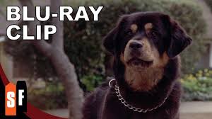 Man's best friend grooming, buffalo, minnesota. Man S Best Friend 1993 Clip Mailman With A Side Of Pepper Spray Hd Youtube